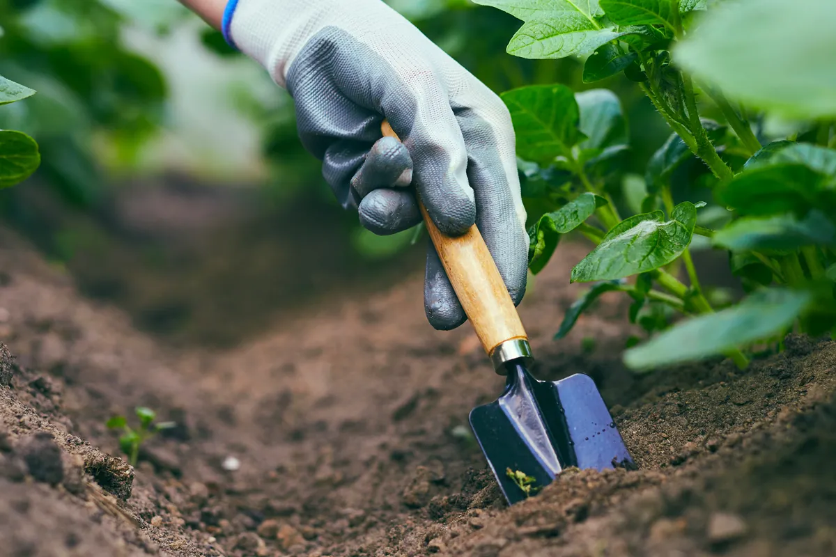 salinité sous serre de jardin