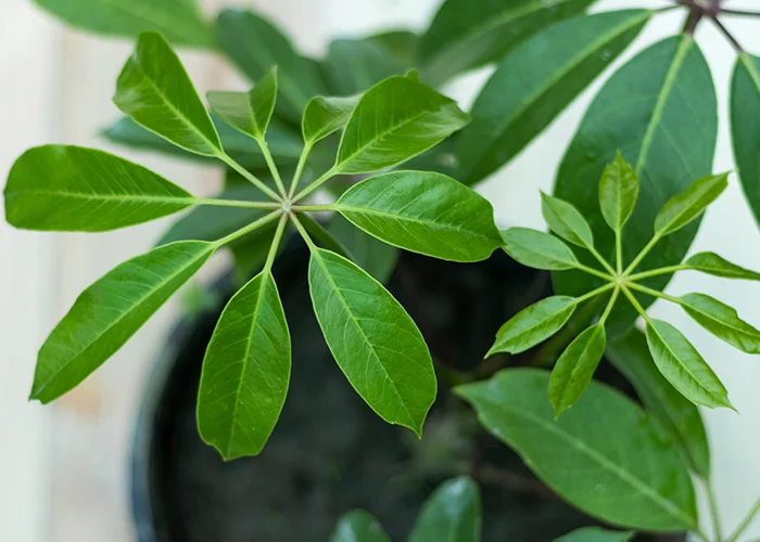 Schefflera : variété de plante tropicale