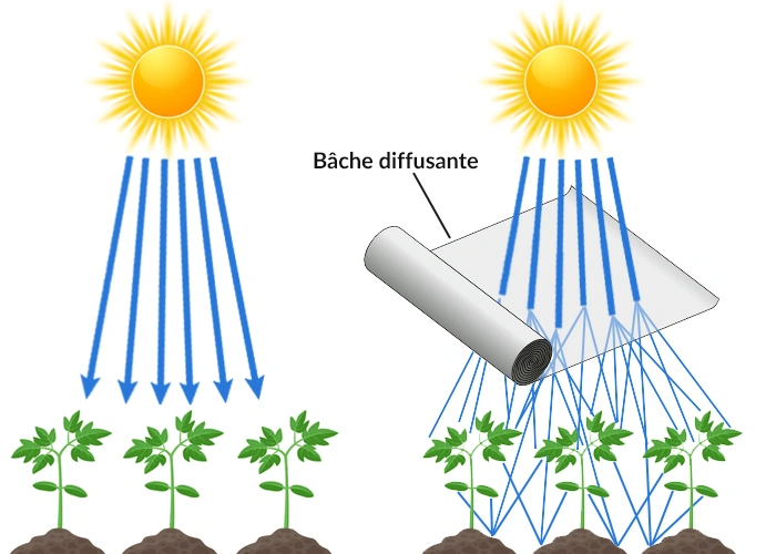 action d'une bâche de serre diffusante sur les rayons du soleil