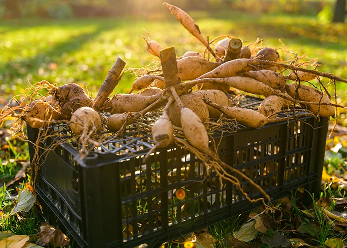 séchage des tubercules de plantes tropicales