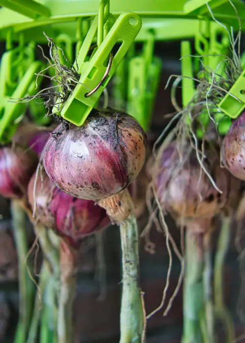 Oignons récoltés séchant dans une serre de jardin