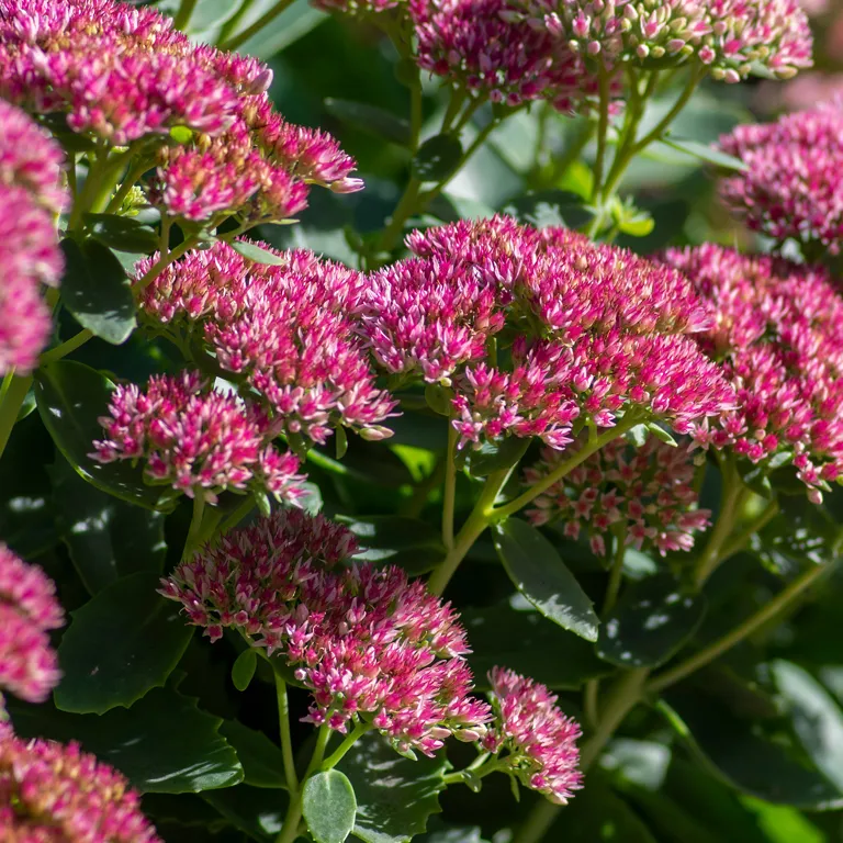 Fleur de sedum en septembre
