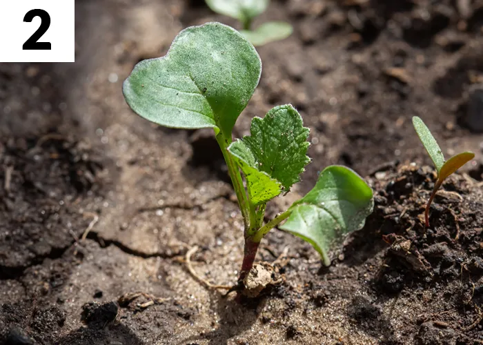 Tâche n°2 en septembre au jardin : Effectuer les semis d'automne et d'hiver