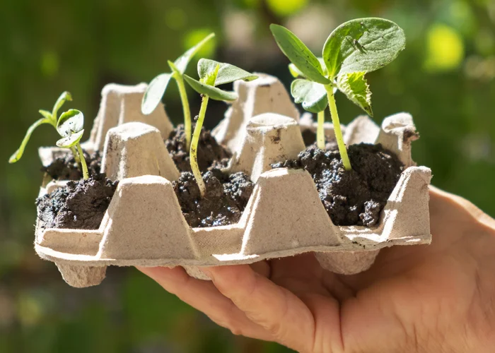 Une simple boîte d’œufs peut remplacer le matériel de semis