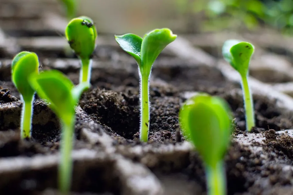 Des semis de courgette