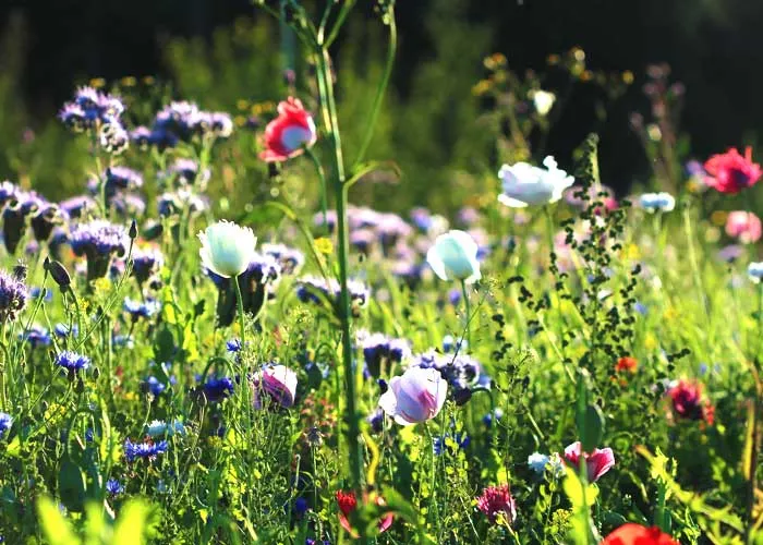 semis de fleurs mois de juin