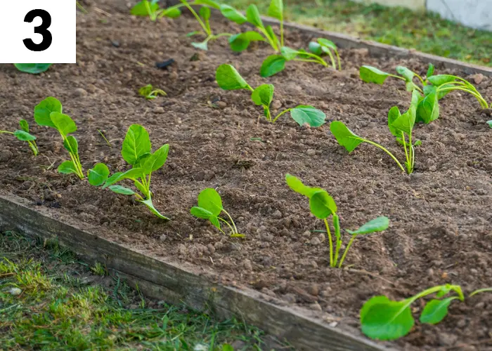Tâche n°3 en août au jardin : Planter/semer les légumes d'automne/hiver