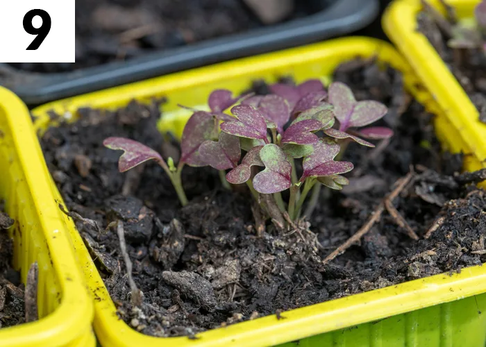 Tâche n°9 en septembre au jardin : Sous serre, planter les légumes-feuilles de l'hiver