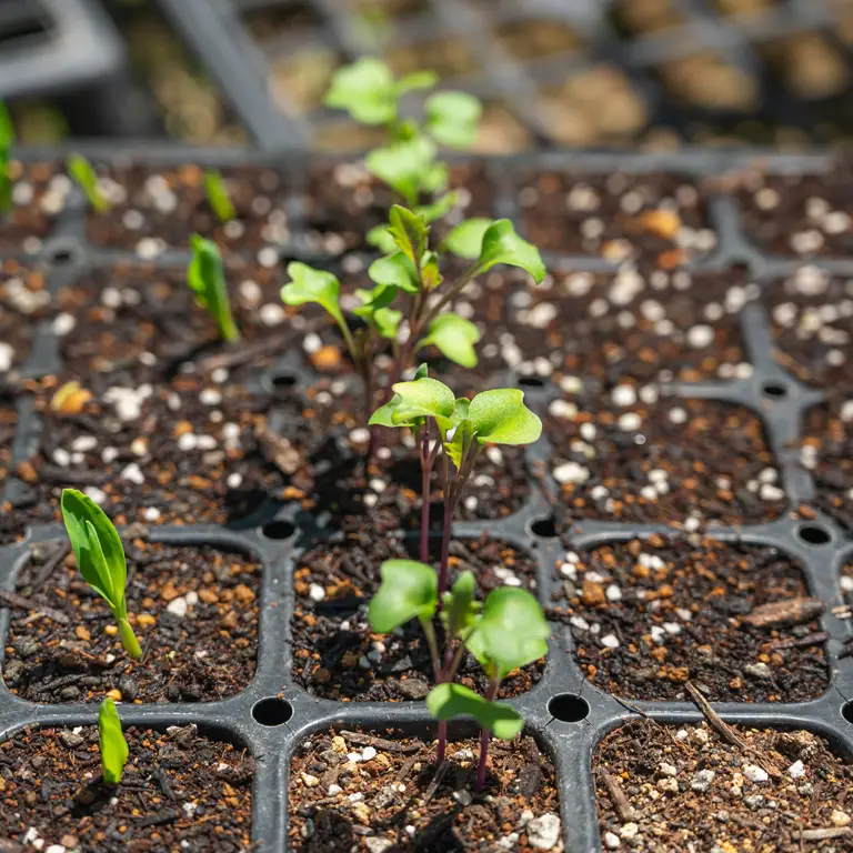 Plantation de jeunes plants de légumes d'automne ou d'hiver dans le potager en août