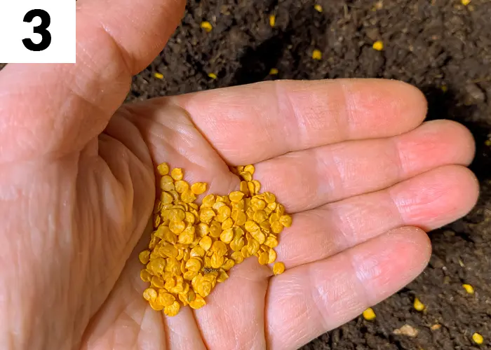 Tâche n°3 en mai au jardin : semer des légumes rustiques en terre