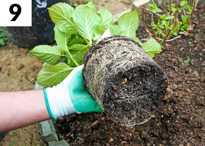 Tâche n°9 en mai au jardin : semer et planter des annuelles
