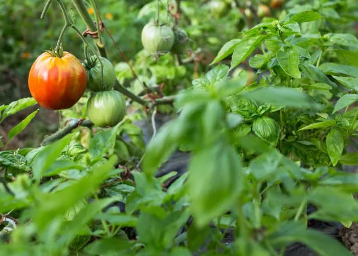 semis de plantes aromatiques en juin