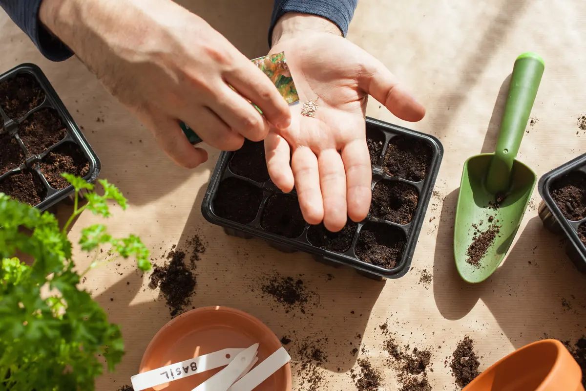 faire des semis sous serre de jardin