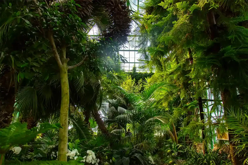 Serre chauffée avec plantes d'ornement