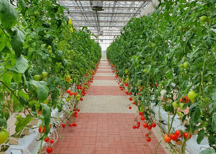 serre hydroponique à tomates