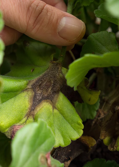 Premiers signes du Botrytis sur une feuille