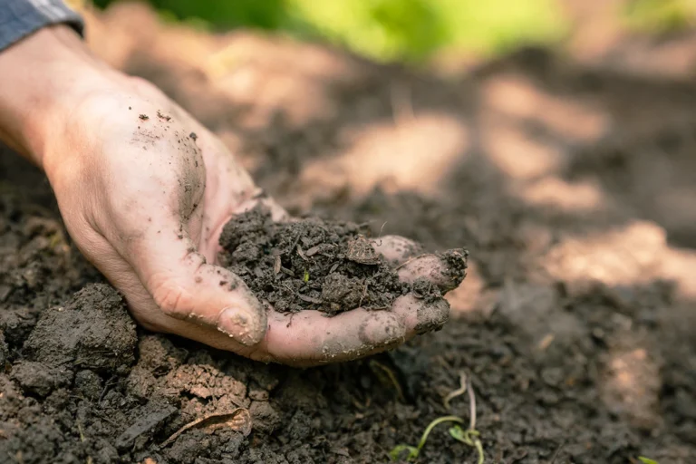 Sol appauvri et épuisé sous serre : comment y remédier ? - France Serres