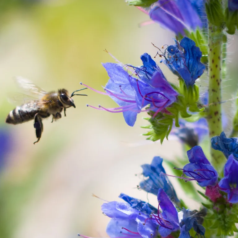 Certaines plantes à fleur sont sensibles au bourdonnement des abeilles et peuvent les "entendre" Certaines plantes à fleur sont sensibles au bourdonnement des abeilles et peuvent les "entendre"