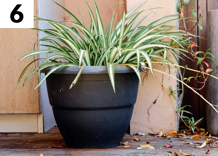 Tâche n°6 en juillet au jardin : Sortir dehors les plantes vertes