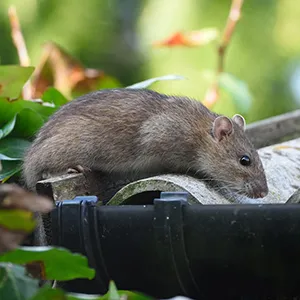 souris dans serre de jardin