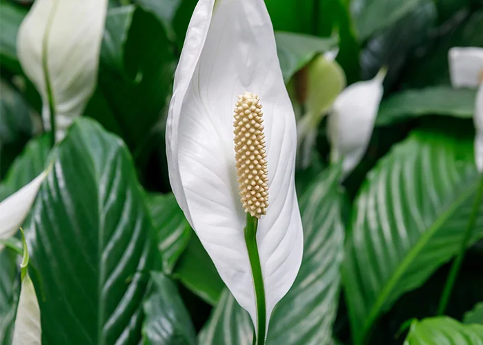 Spathiphyllum : variété de fleur tropicale blanche
