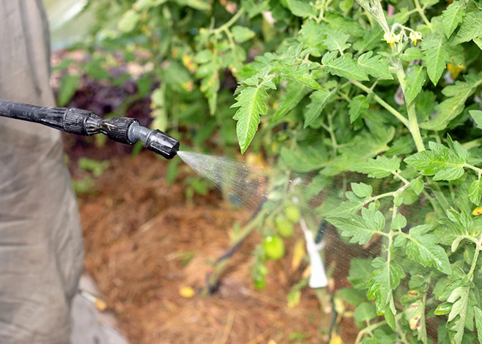 Pulvérisation d'un traitement naturel contre les aleurodes sous serre sur feuilles de tomates infestées