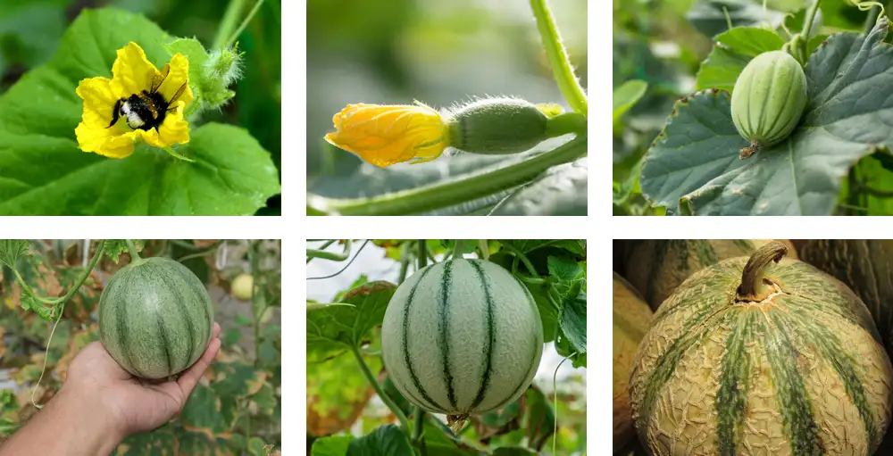 Tout savoir sur le melon Canari