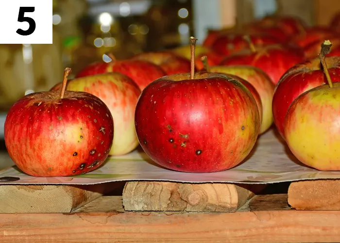 Tâche n°5 en septembre au jardin : Stocker les dernières récoltes de fruits et légumes (pommes, courges...)