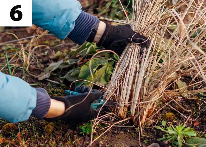 Tache n°6 : Supprimer les végétaux morts et les plantes malades