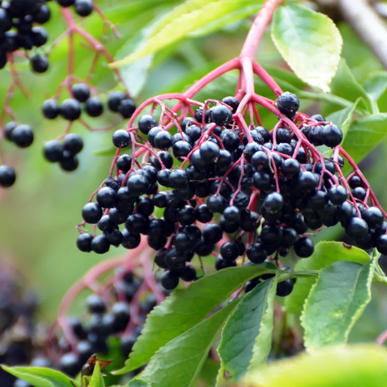 Fruits de sureau noir au mois de septembre