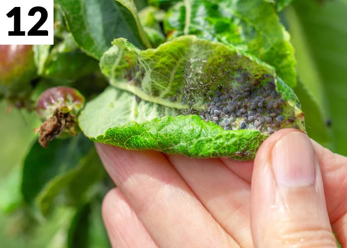 Tâche n°12 en juin au jardin : Surveiller les maladies et nuisibles