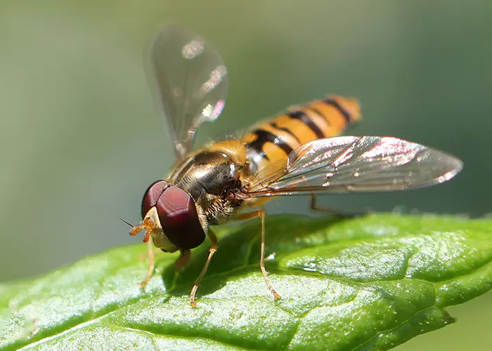 Syrphe (insecte auxiliaire du jardin)