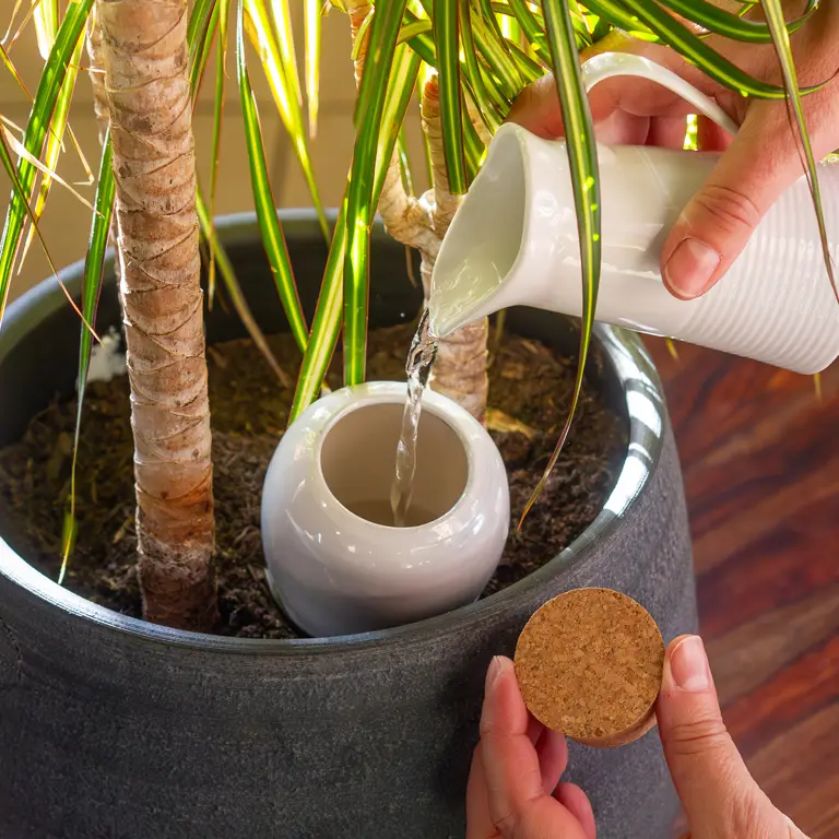 Remplissage manuel d'une olla en terre cuite pour l'arrosage par capillarité des plantes