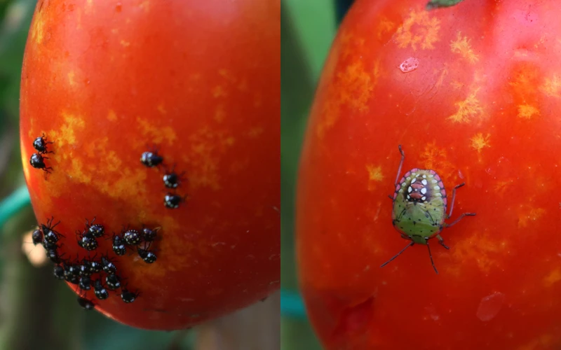 Taches jaunes sur des tomates causées par des punaises