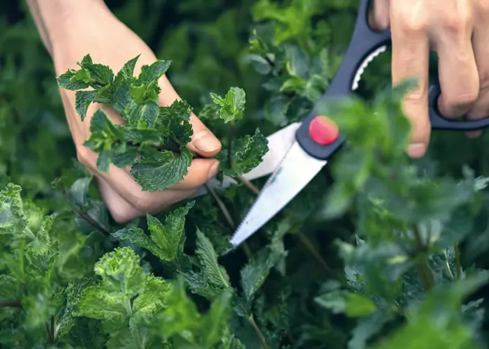 Taille des herbes aromatiques (menthe) à l'aide ciseaux Taille des herbes aromatiques (menthe) à l'aide ciseaux