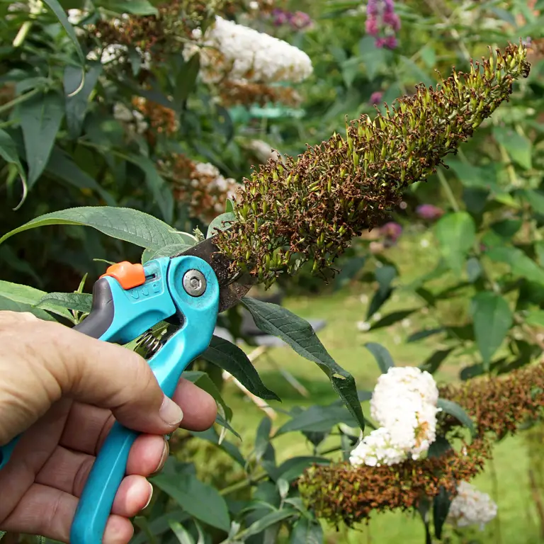 Taille de fleurs fanées de Buddleia davidii en août pour limiter la prolifération invasive