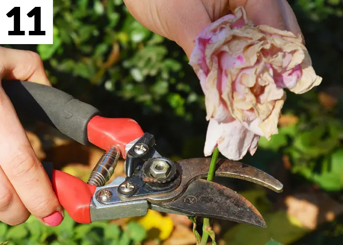 Tâche n°11 en août au jardin : Tailler les fleurs fanées