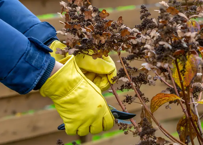 Un jardinier, un sécateur à la main, s'apprête à couper une fleur fanée d'hortensia en septembre Un jardinier, un sécateur à la main, s'apprête à couper une fleur fanée d'hortensia en septembre