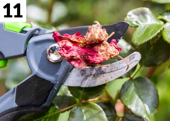 Tâche n°11 en juin au jardin : Couper les fleurs fanées