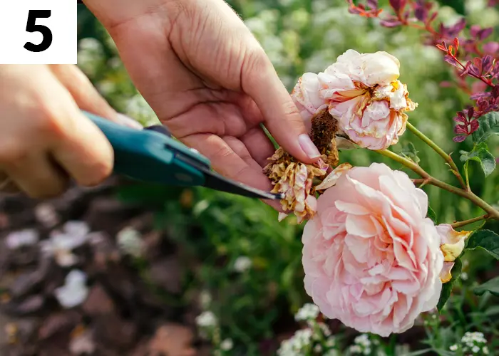 Tâche n°5 en juillet au jardin : Supprimer les fleurs fanées