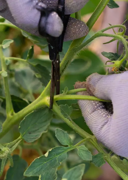 Taille des gourmands d'un légume-fruit en juillet