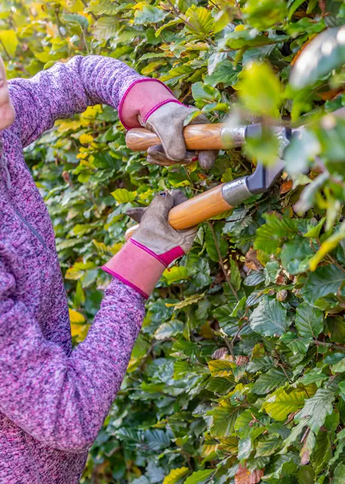 Un jardinier taille une haie avec un taille-haie en septembre