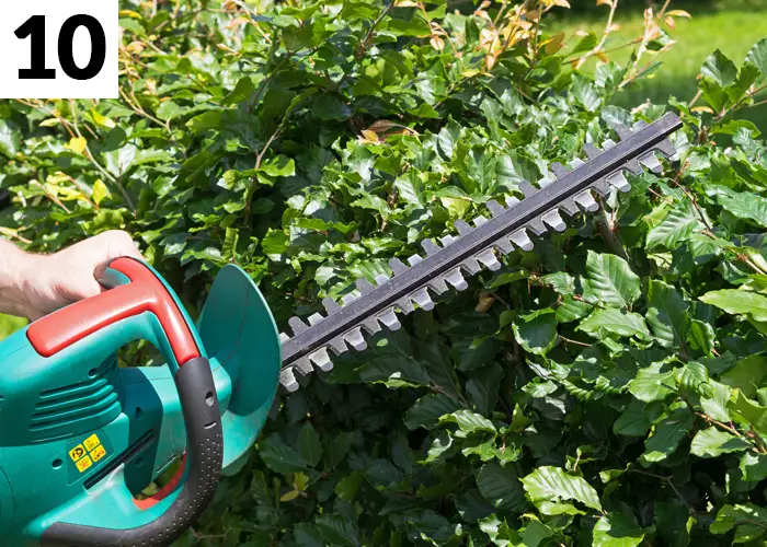 Tâche n°10 en août au jardin : Tailler les haies et bordures