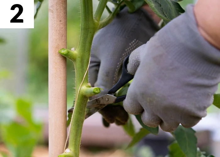 Tâche n°2 en juillet au jardin : Tailler pour hâter la floraison et accélérer la fructification
