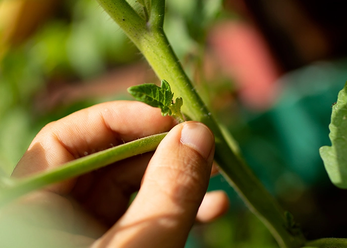 Taille d'un plant d'aubergine