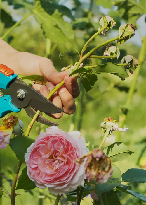 Taille d'un rosier au mois de juillet