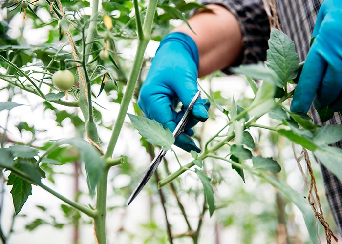 faut-il tailler les tomates ?