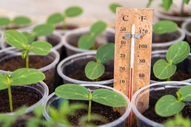 température idéale sous serre de jardin