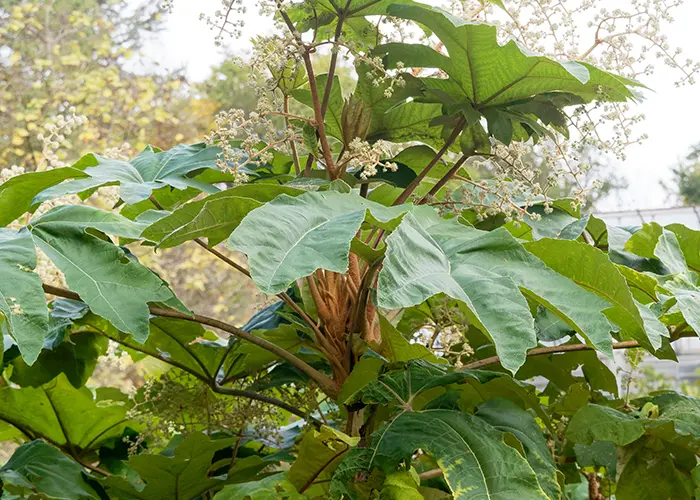 Hivernage d'un Tetrapanax papyrifer