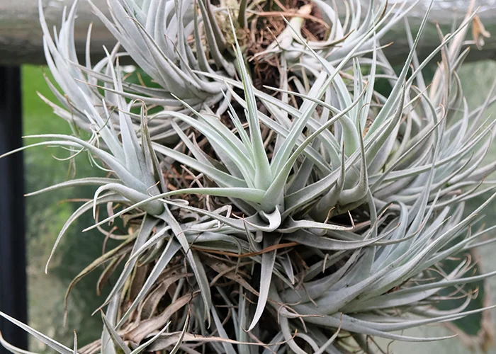 Tillandsia : variété de plante tropicale aérienne